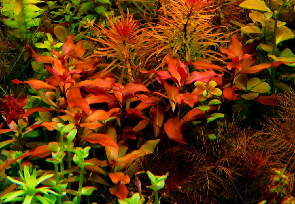 Ludwigia Diamond Red Aqualook Pl