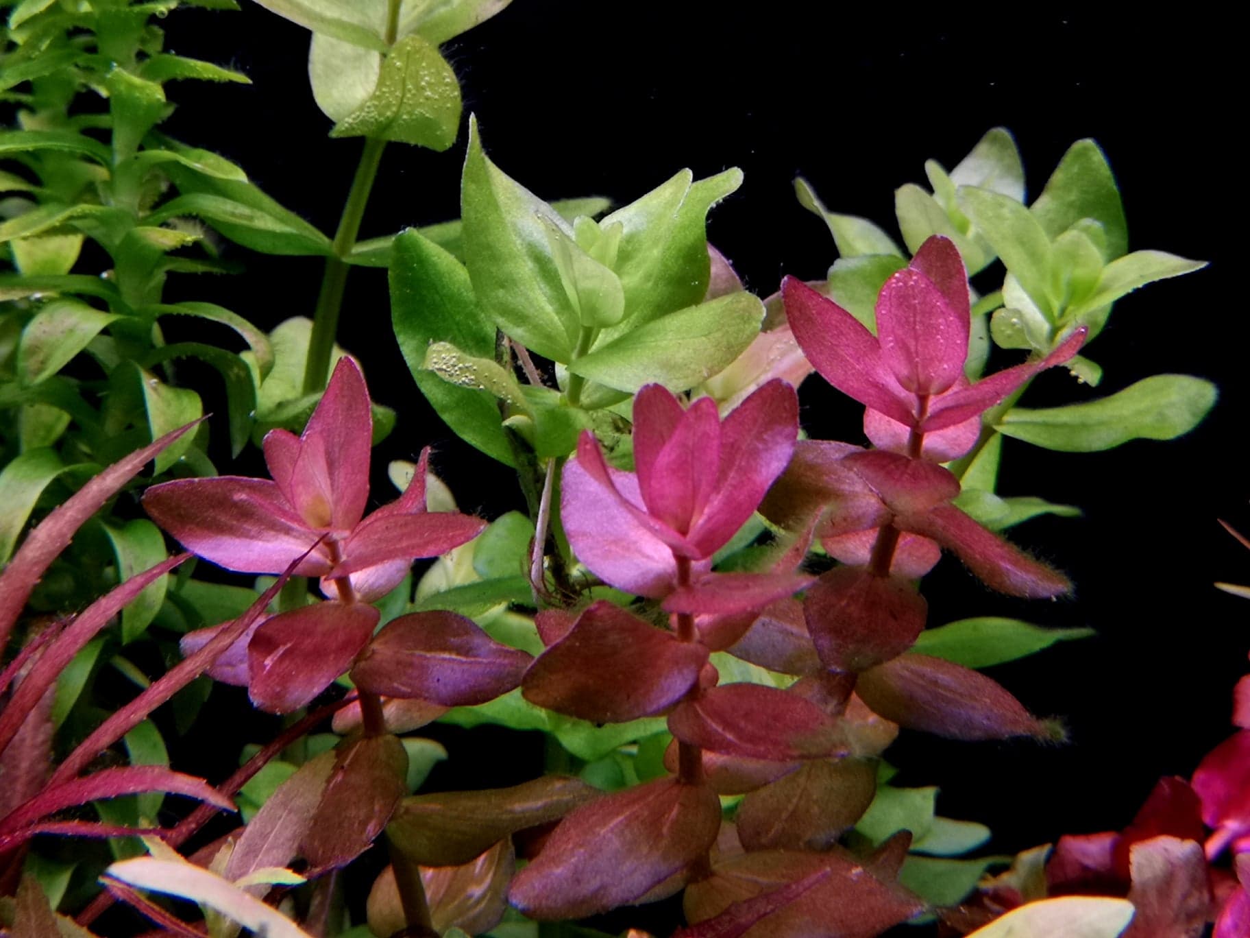 Bacopa Colorata | Aqualook.pl