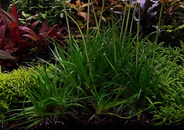 Eriocaulon Parkeri
