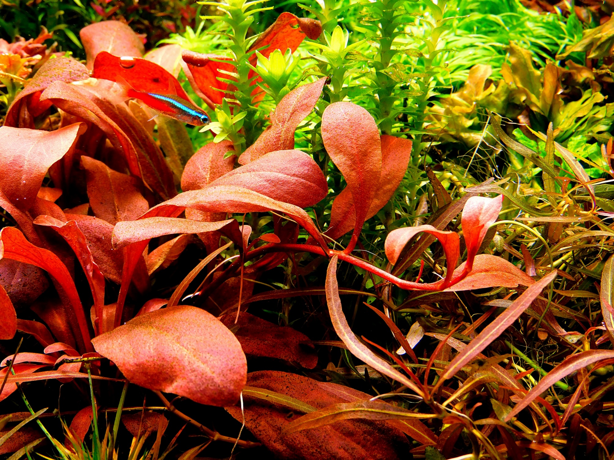 Samolus parviflorus Red - obrazek 2