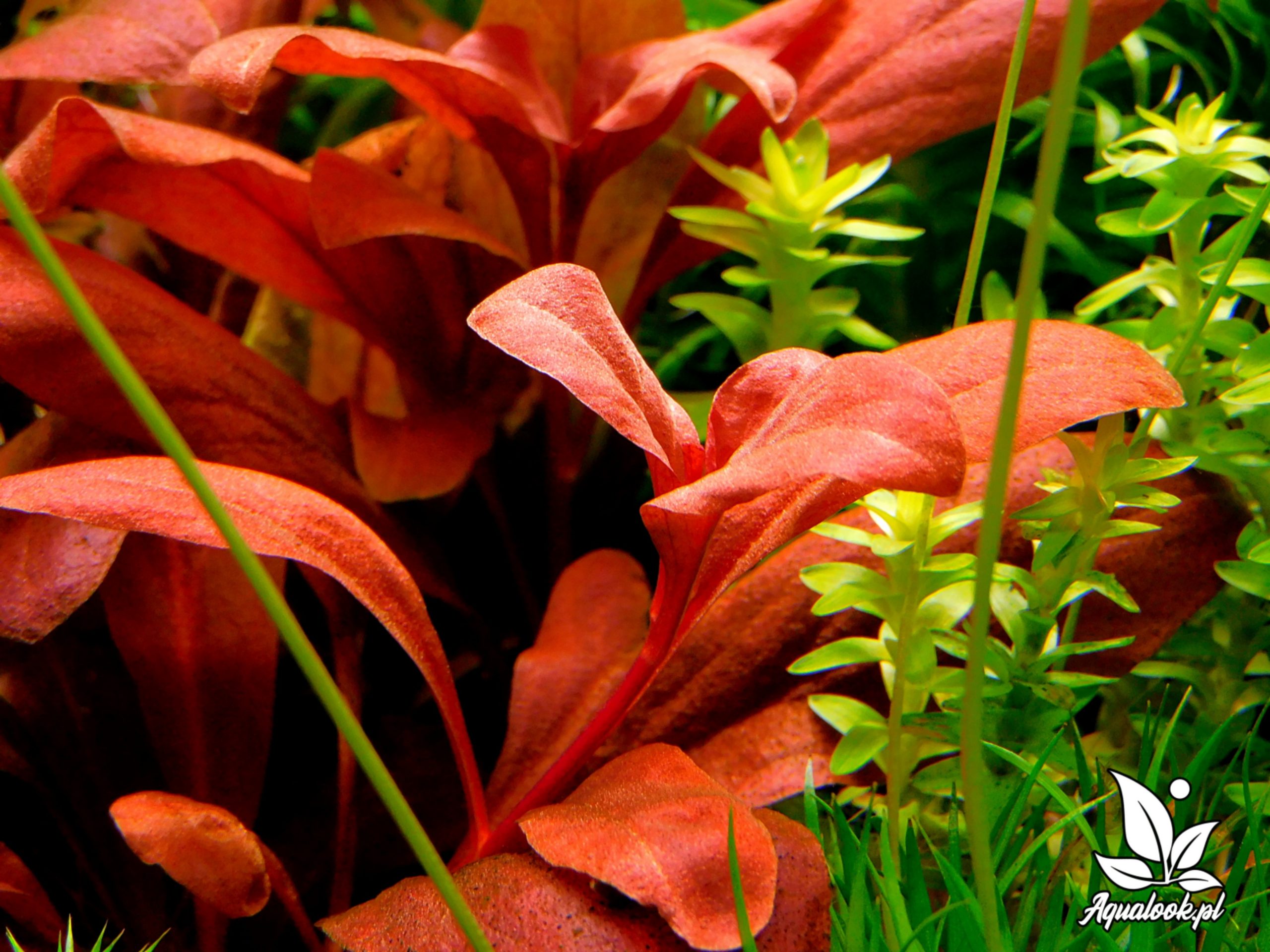 Samolus parviflorus Red